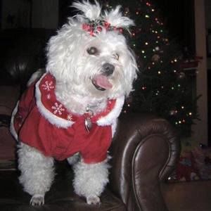 Meet your Posher, C georgianni